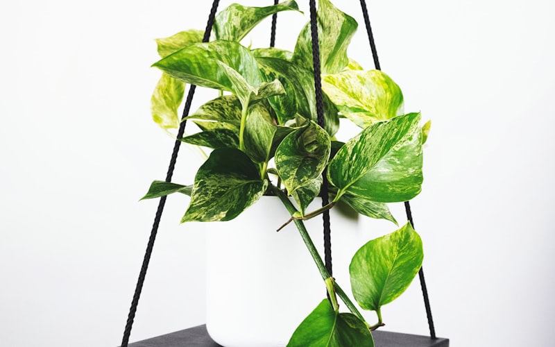 陈列着历代世界杯官方用球和奖杯模型的展示柜